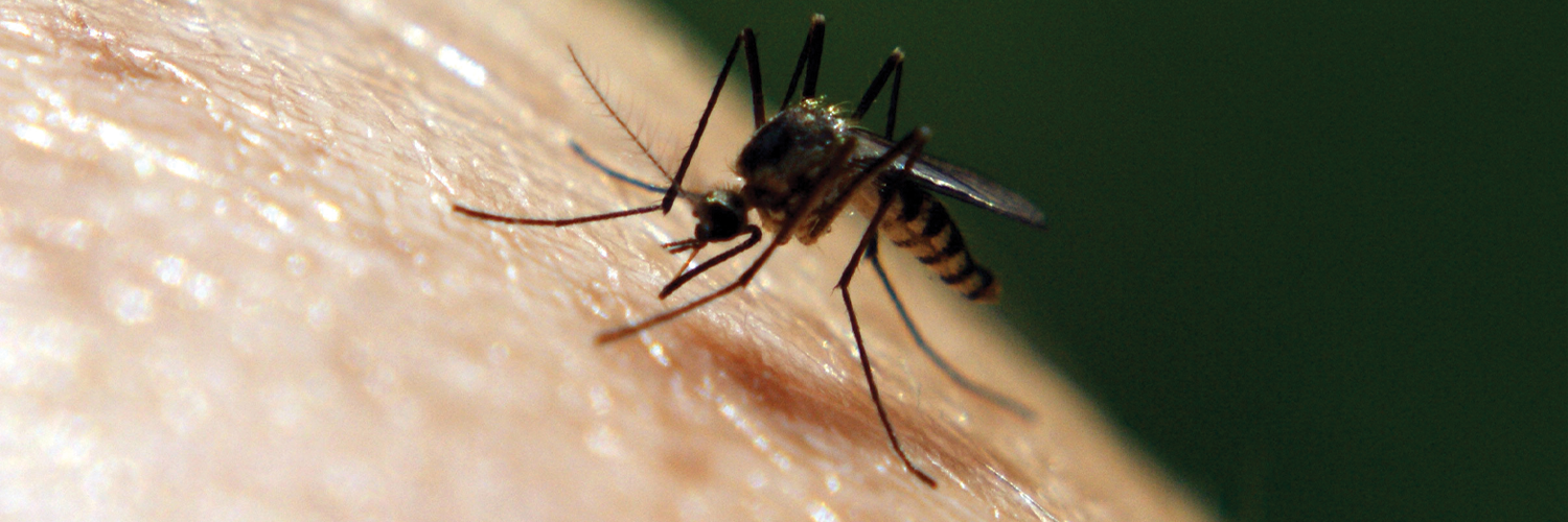 With Covid-19 being the major focus for the public right now, it’s important that we don’t let other important messages fall to the wayside. One of these important issues is disease-spreading mosquitoes. 