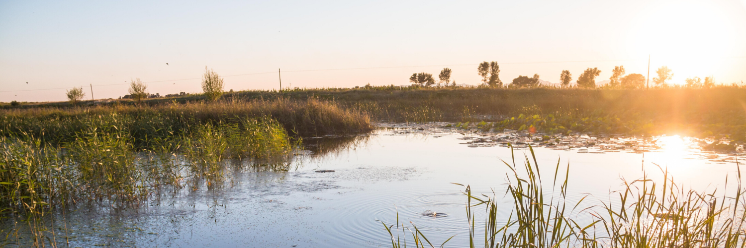 Controlling mosquitoes during hurricane season