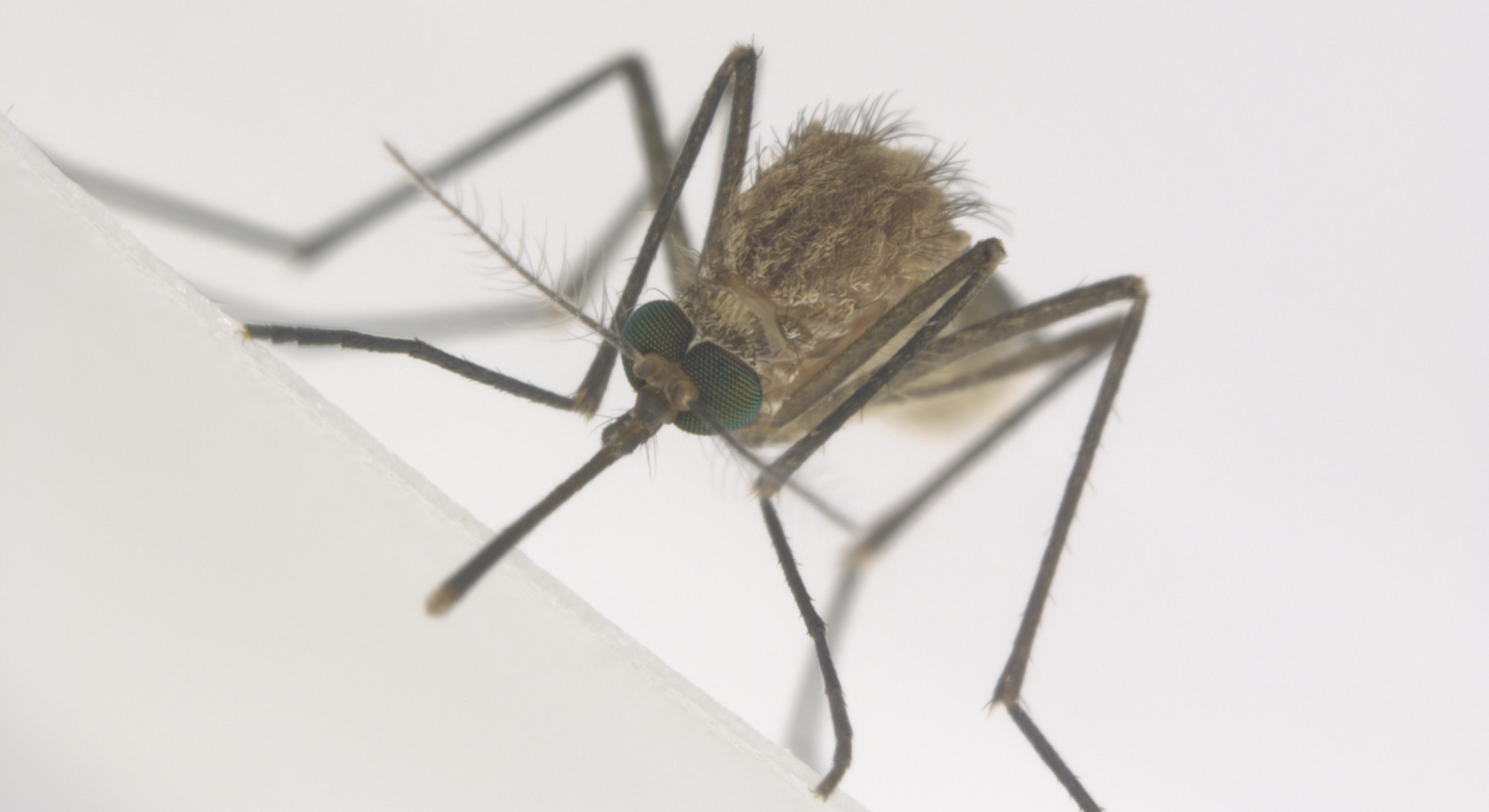 Closeup of mosquito