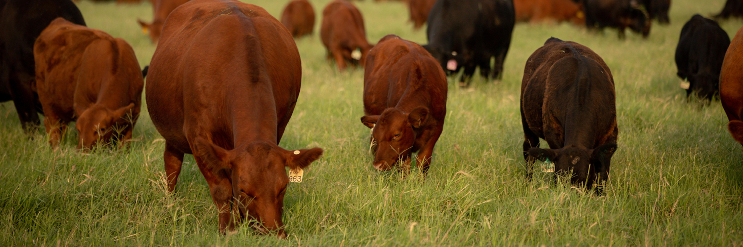 Since livestock are unable to defend themselves against mosquitoes, it is important to have mitigation efforts in place after a hurricane or other heavy rain storms. 