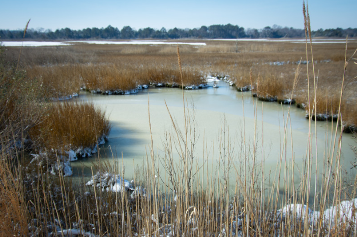 Frozen Marsh