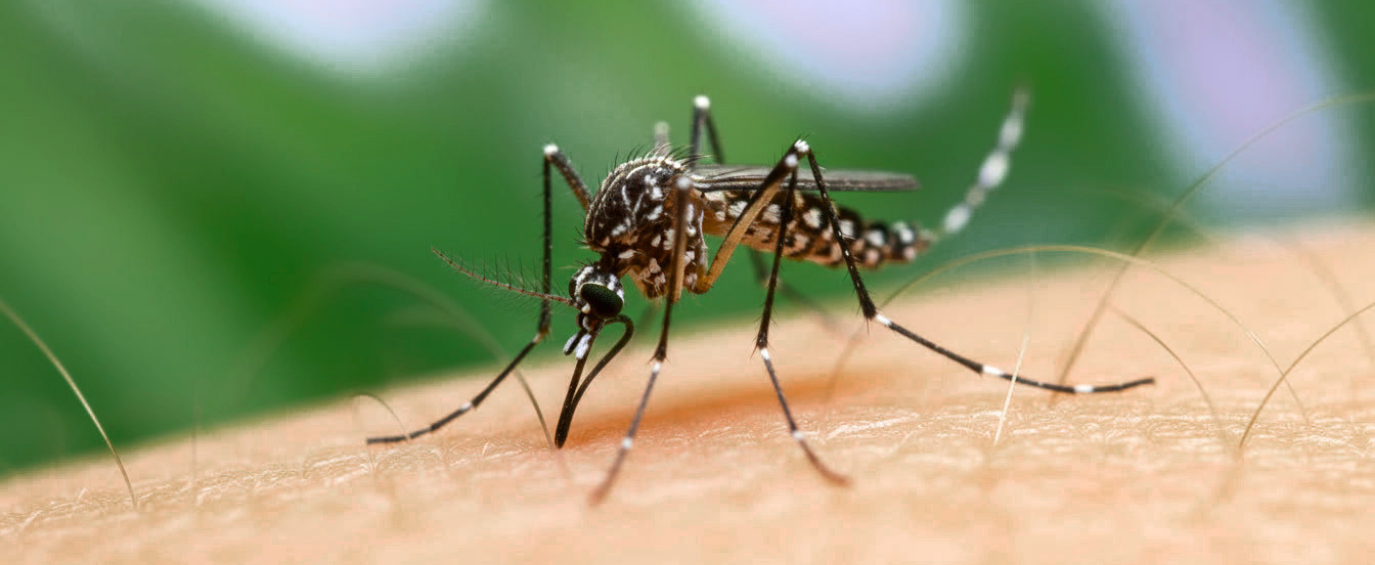 Invasive Aedes Species Spotlight