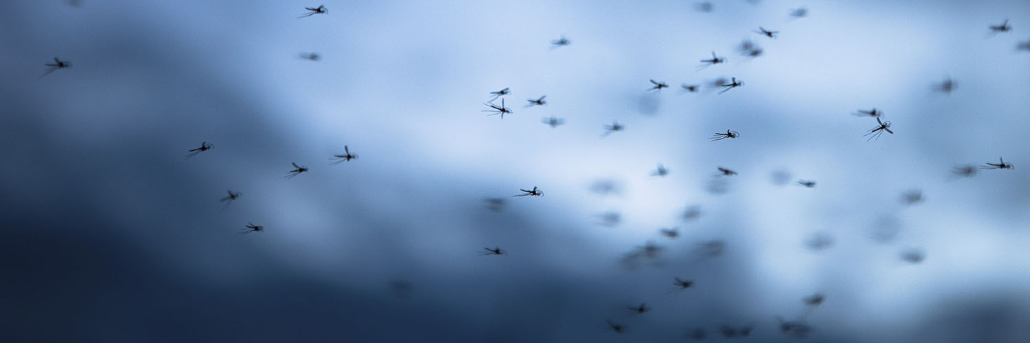 Mosquitoes in flight during night sky