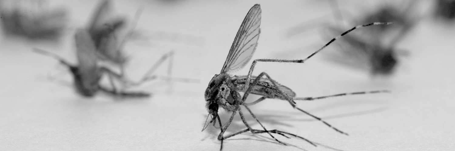 Black and white image of mosquito