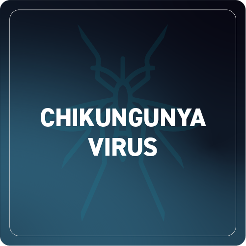 Chikungunya Virus