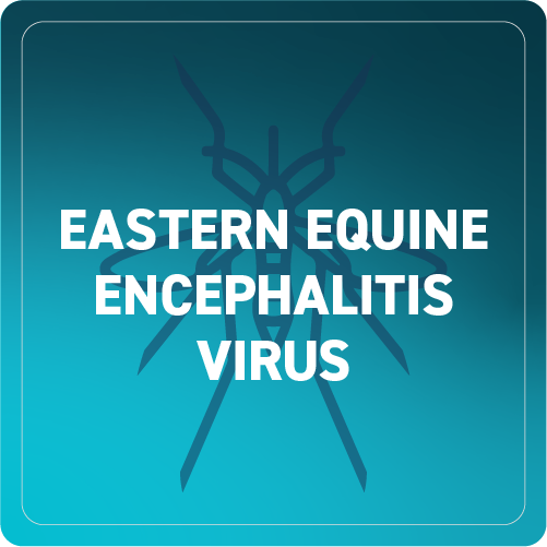 Eastern Equine Encephalitis Virus