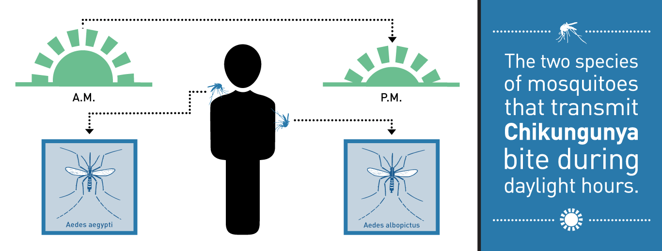 The two species of mosquitoes that transmit Chikungunya bite during daylight hours.