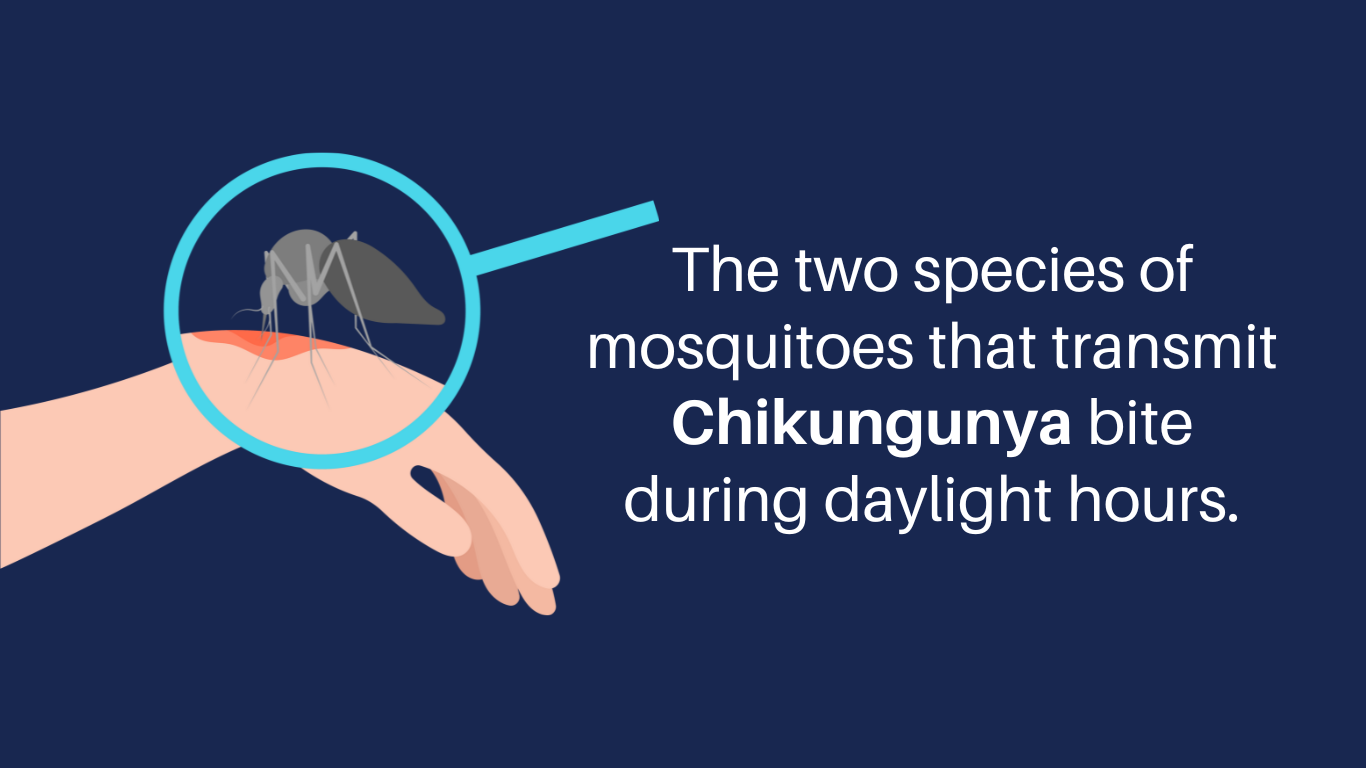 2-Chikungunya Virus Transmission bite