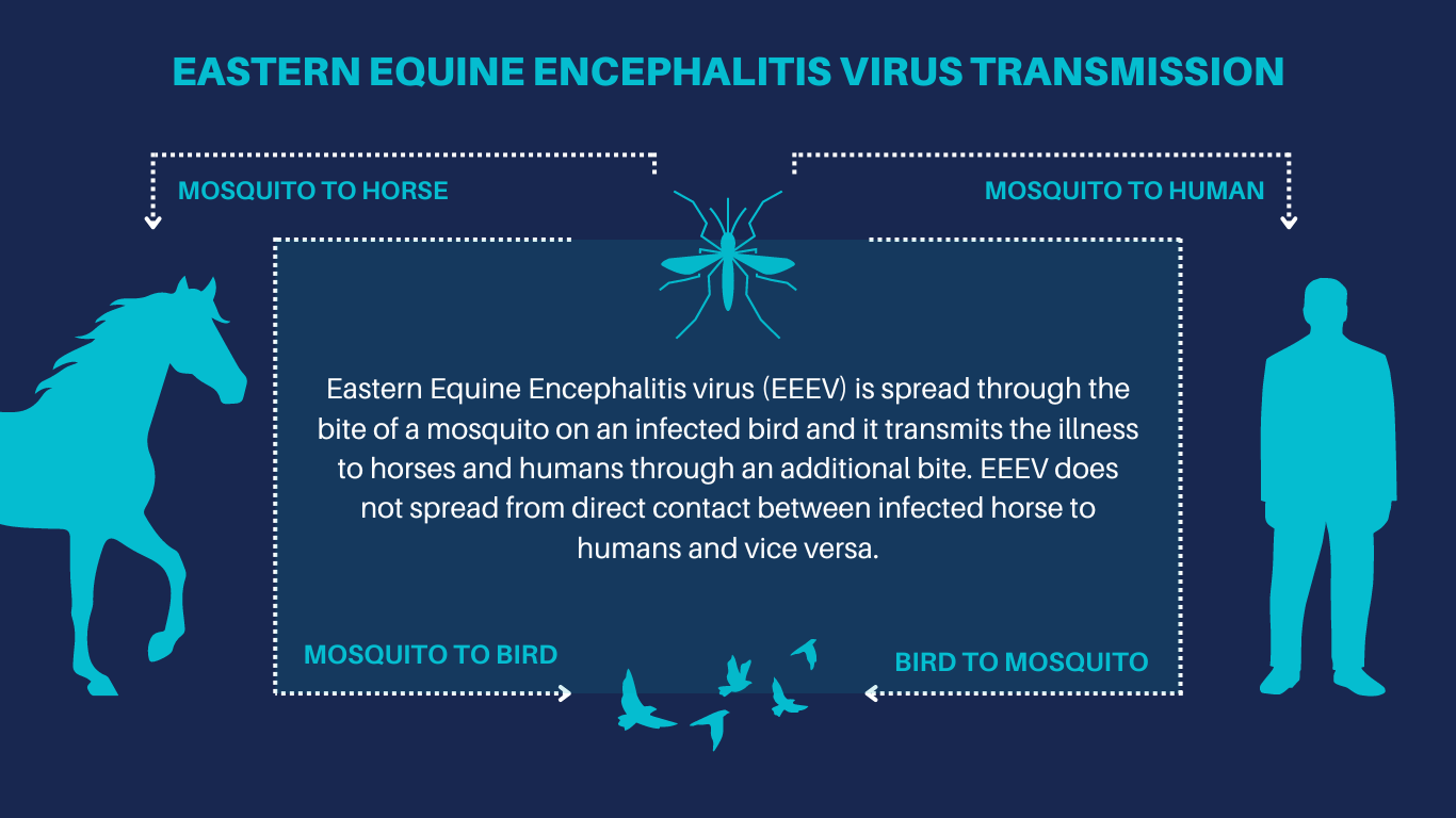 2-Encephalitis transmission