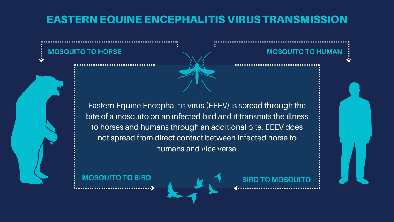 West Nile Virus transmission